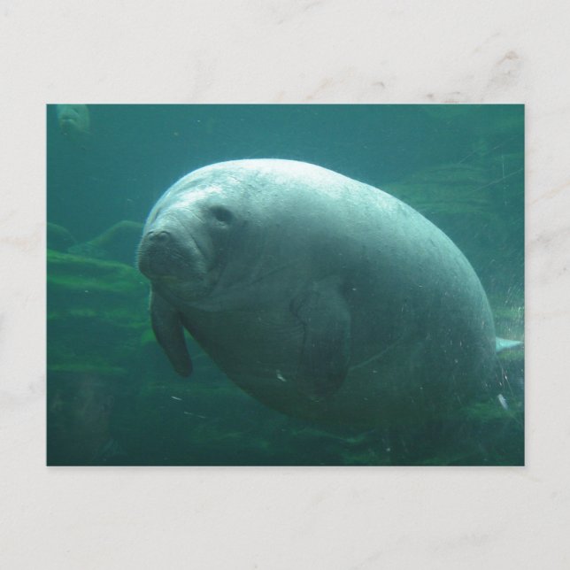 Cartão Postal Manateado Muito Arredondado Com Cara Bonita (Frente)