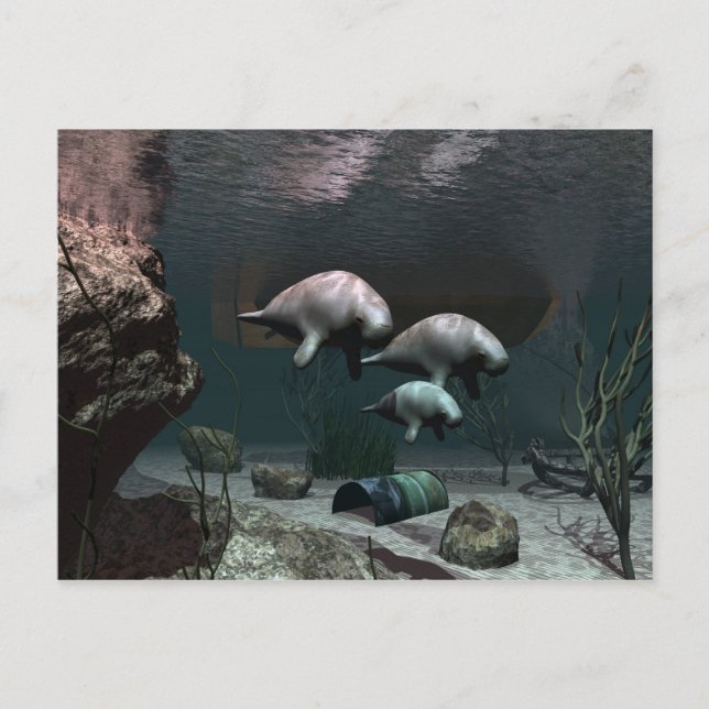 Cartão postal Manatee (Frente)