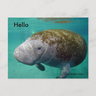 Cartão Postal Manatee Aproxime a placa de Posto "Hello" 0258