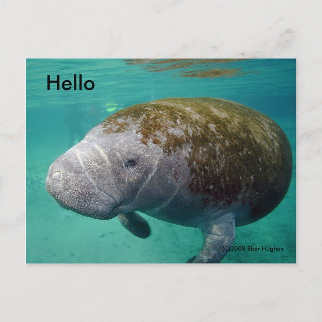 Cartão Postal Manatee Aproxime a placa de Posto "Hello" 0258 (Frente)
