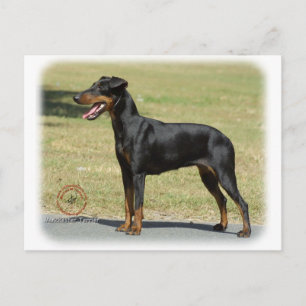 Cartão Postal Manchester Terrier