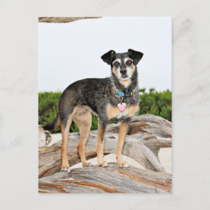 Cartão Postal Manchester Terrier X - Jordânia - Derr