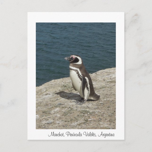 Cartão Postal Manchot (Frente)