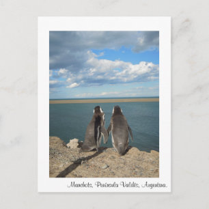 Cartão Postal Manchots