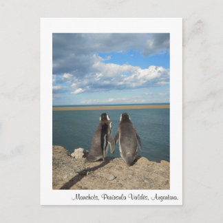Cartão Postal Manchots