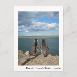 Cartão Postal Manchots