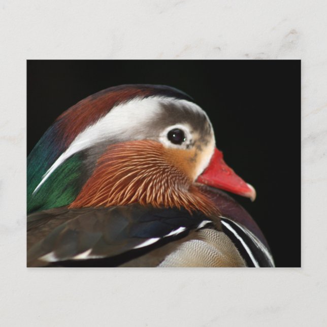 Cartão Postal Mandarin Duck (Frente)