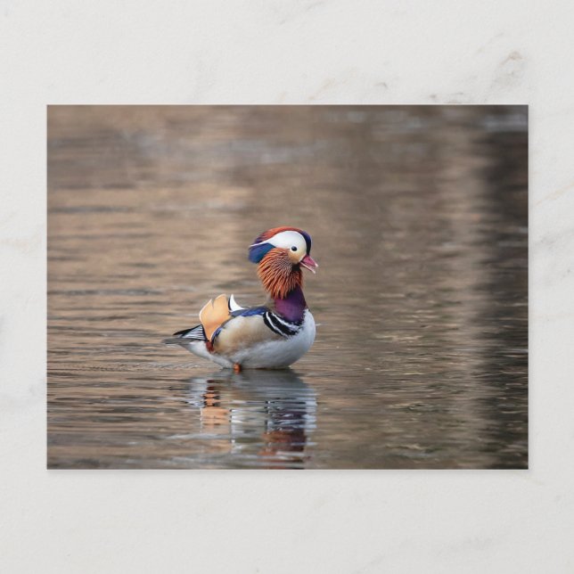Cartão Postal Mandarin Duck (Frente)
