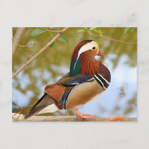 Cartão Postal Mandarin Duck