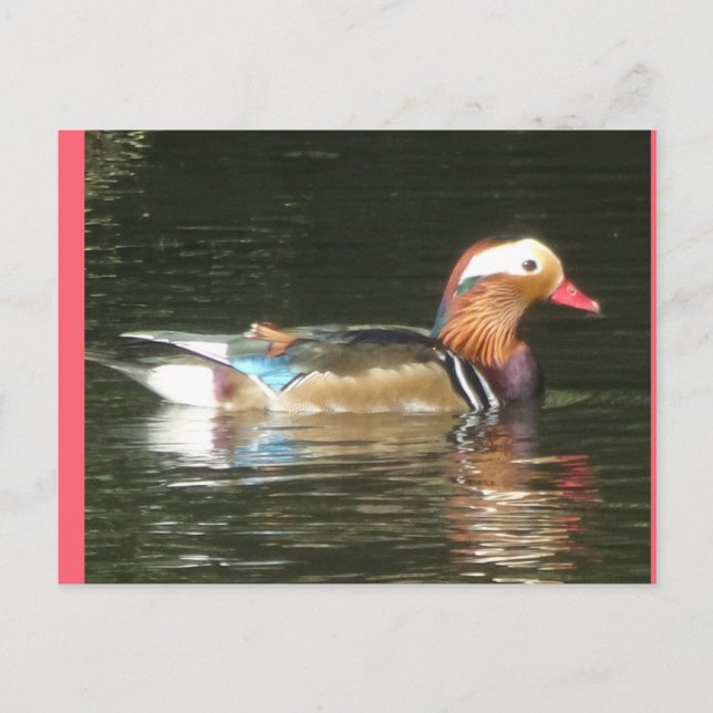Cartão postal Mandarin Duck DIY (Frente)