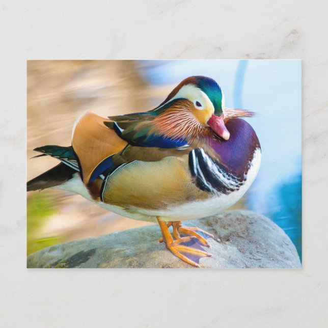 Cartão Postal Mandarin Duck em Pé de Água (Frente)