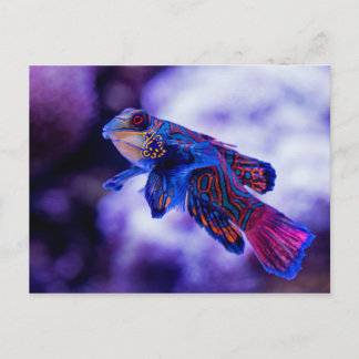 Cartão Postal Mandarin Goby Fish