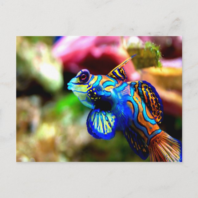 Cartão Postal Mandarinfish Synchiropus splendididus (Frente)