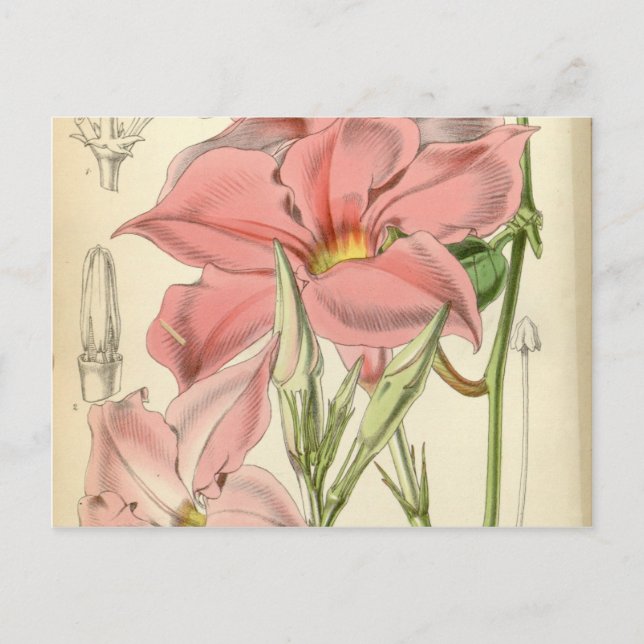 Cartão Postal Mandevilla martiana (Frente)