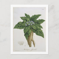 Mandragora Officinarum de 'Phytographie Medicale