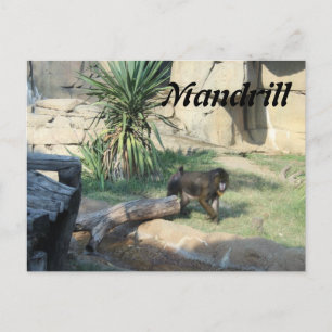 Cartão Postal Mandrill