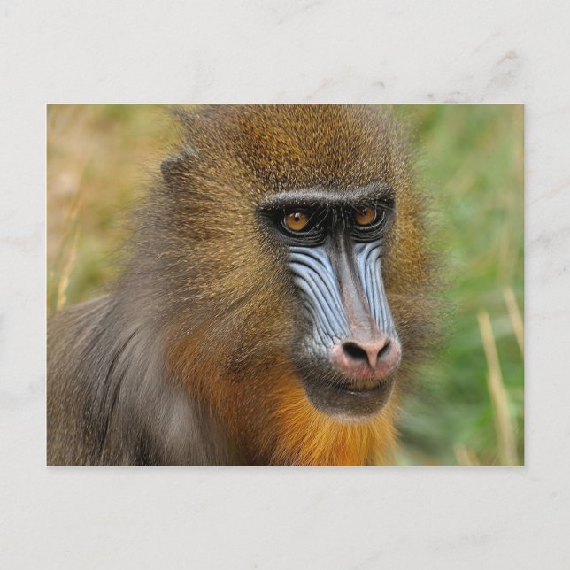 Cartão Postal Mandrill (Frente)
