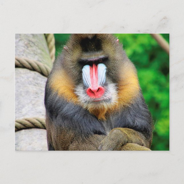 Cartão Postal Mandrill 001 (Frente)