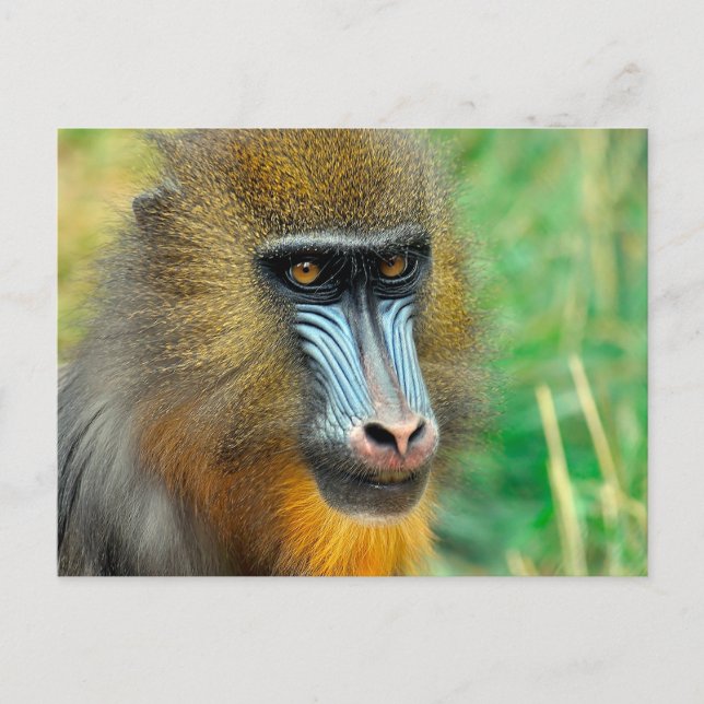 Cartão Postal Mandrill 002 (Frente)