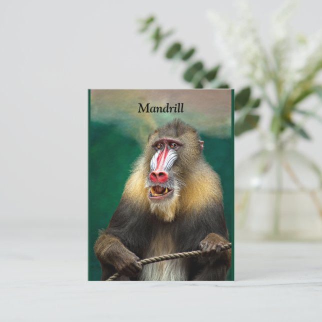 Cartão Postal Mandrill, África (Em pé/Frente)