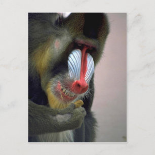 Cartão Postal Mandrill Head