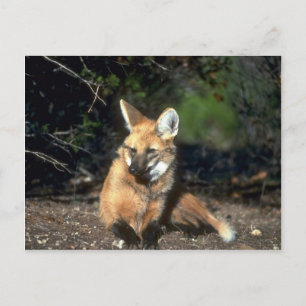 Cartão Postal Maned Wolf deitado