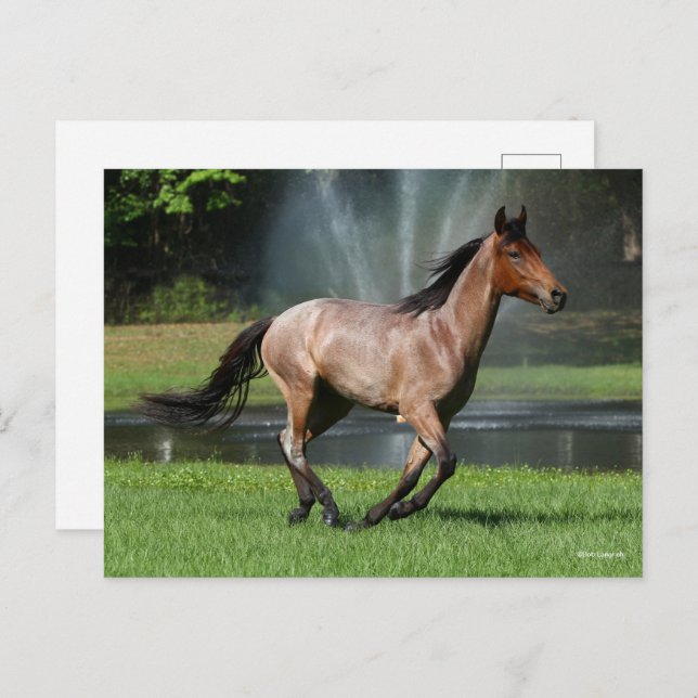 Cartão Postal Mangalarga em frente à fonte (Frente/Verso)