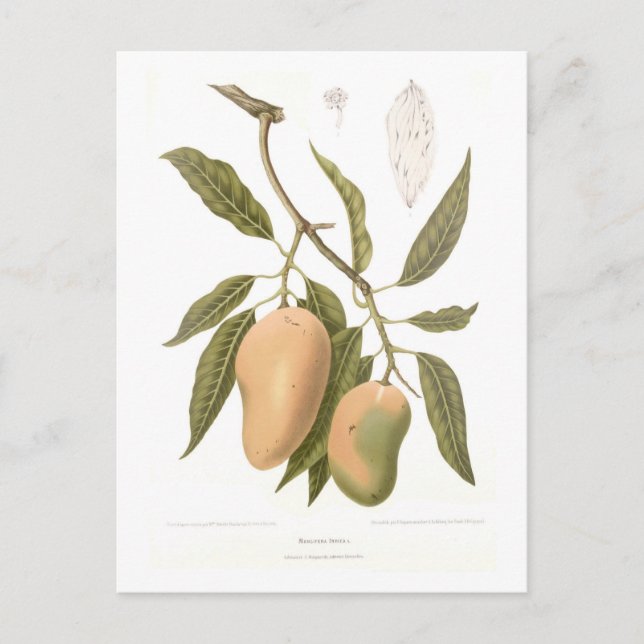 Cartão Postal Mango (Frente)