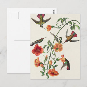 Cartão Postal Mango-beija-flor Flores Vintage Audubon
