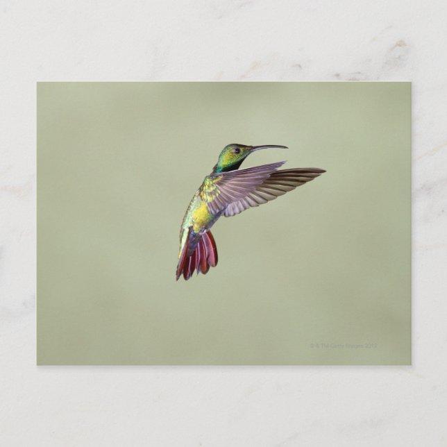 Cartão Postal Mango Hummingbird Anthracocorax 2 de peito verde (Frente)