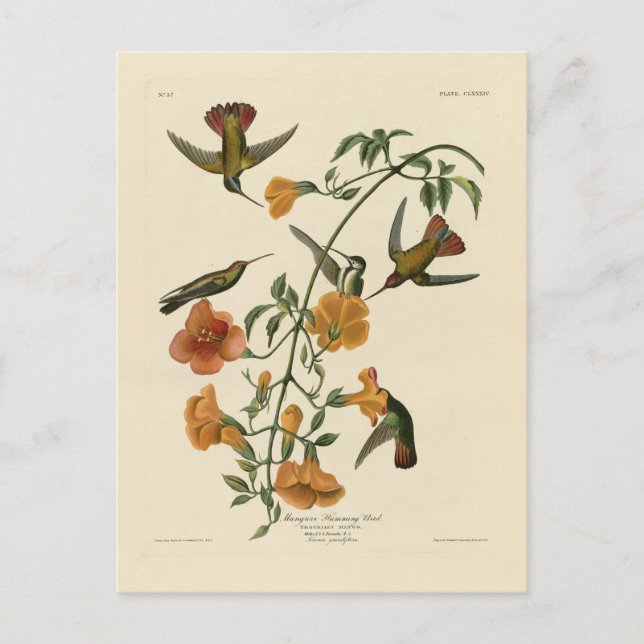 Cartão Postal Mango Hummingbird das Aves da América de Audubon (Frente)