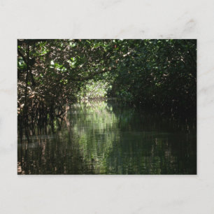 Cartão Postal Mangrove Canopy, Tenacatita, México