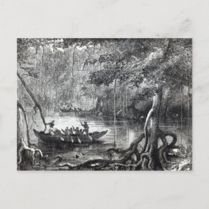 Cartão Postal Mangrove Forest''