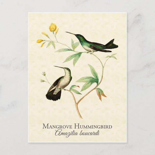 Cartão Postal Mangrove Hummingbird Vintage Art (Frente)
