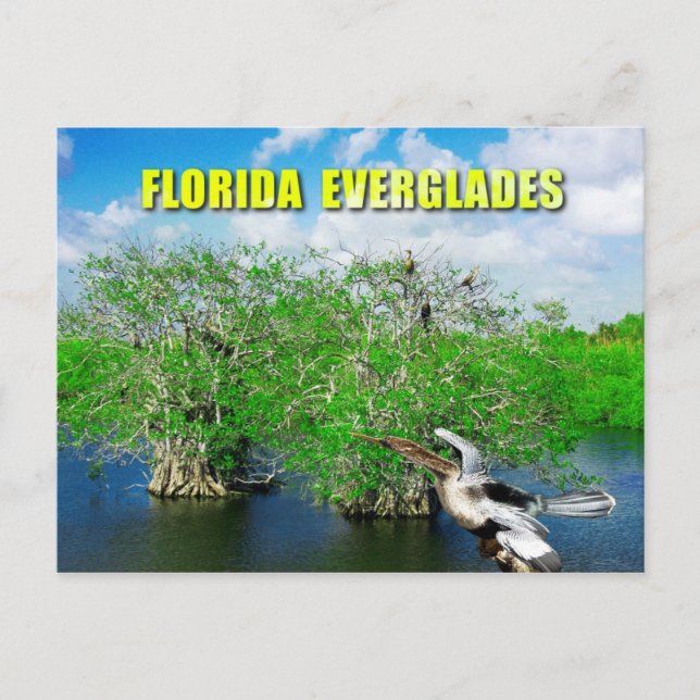 Cartão Postal Mangrove Trees & Anhinga, Flórida Everglades (Frente)
