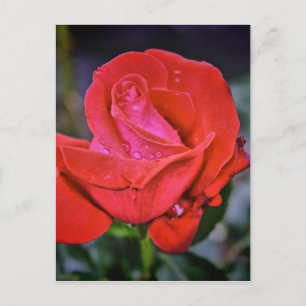 Cartão Postal Manhã