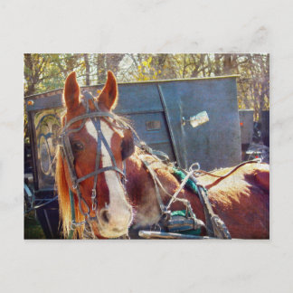 Cartão Postal Manhã Fria Cavalo Amish