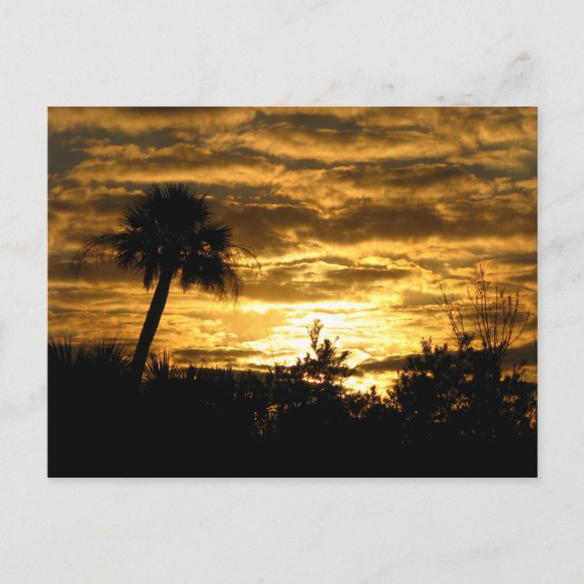 Cartão Postal Manhã II das Terras Úmidas (Frente)