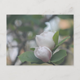 Cartão Postal Manhã Magnolia