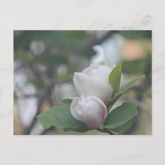 Cartão Postal Manhã Magnolia
