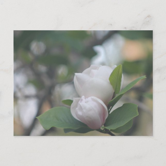Cartão Postal Manhã Magnolia (Frente)