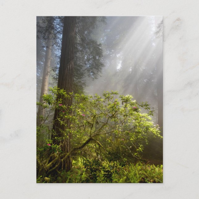 Cartão Postal Manhã Mist em Rhododendron (Frente)