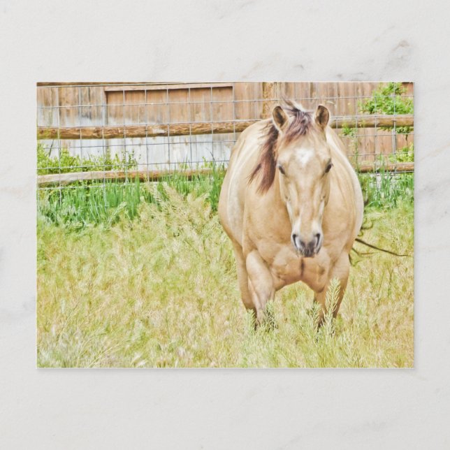 Cartão Postal Manhã Preguiçosa (Frente)