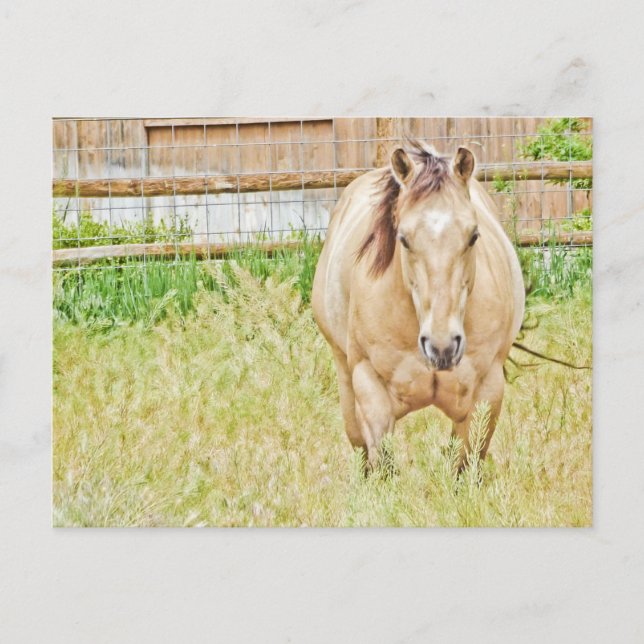 Cartão Postal Manhã Preguiçosa (Frente)