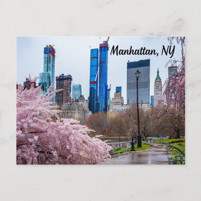 Cartão Postal Manhattan, NY Cherry Blossom em Primavera (Frente)