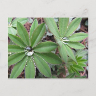 Cartão Postal Manning Dew Series