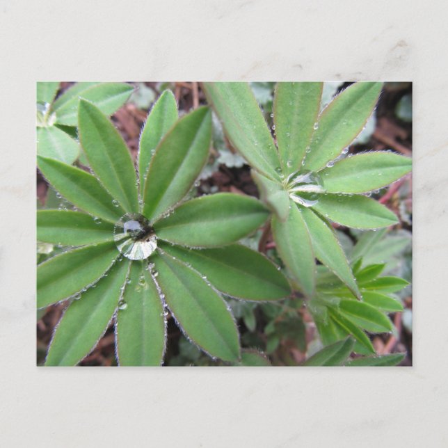 Cartão Postal Manning Dew Series (Frente)