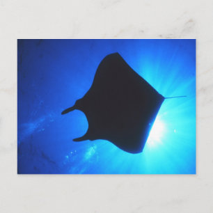 Cartão Postal Manta Ray Silhouette