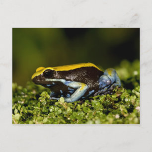 Cartão Postal Mantela-de-orelha-preta, Mantella expectata,