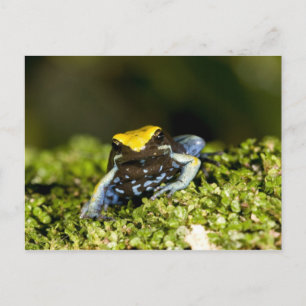 Cartão Postal Mantela-de-orelha-preta, Mantella expectata, 2